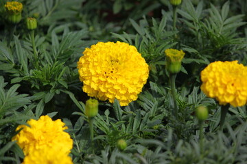 The pink flowers are in full bloom, standing out among the branches and buds.