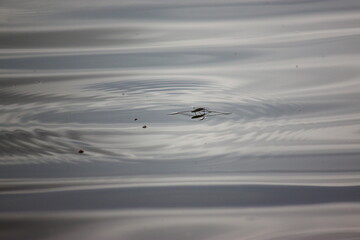 Water waves spread out from a center, similar to water drops falling on the surface.
