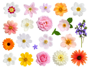 A vibrant assortment of beautiful blossoms showcases nature's diverse palette and delicate forms.