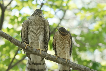 木の枝に並んで止まるハイタカの親子