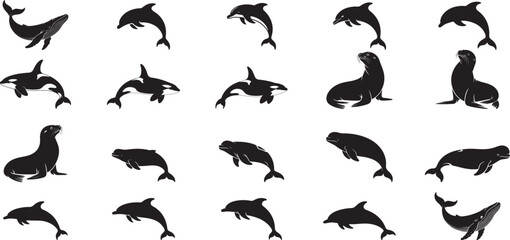 Whales dolphins seals aquatic animals killer whale