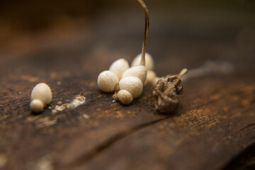 Close-up of small wood mushroom Schizophyllum commune on bark. Rich in beta-glucans with antioxidant, immune-boosting, and potential anti-cancer properties. Nature’s tiny healer.