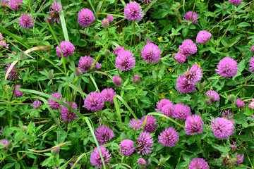 Field of vibrant red clover flowers in bloom