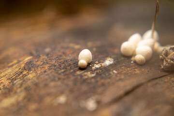 Close-up of small wood mushroom Schizophyllum commune on bark. Rich in beta-glucans with...