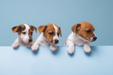 Three Cute Jack Russell Puppies Curious Playful and Healthy Domestic Pets on Blue Background