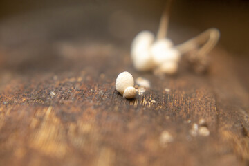 Close-up of small wood mushroom Schizophyllum commune on bark. Rich in beta-glucans with...