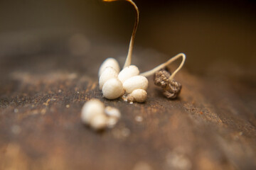 Close-up of small wood mushroom Schizophyllum commune on bark. Rich in beta-glucans with...