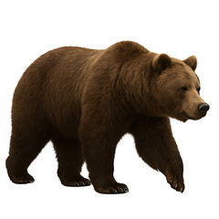 Fototapeta premium A large brown bear walking, isolated on transparent background