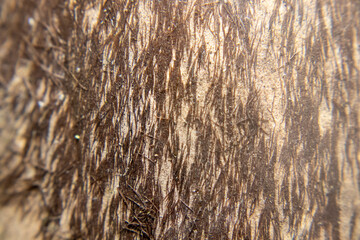 Close-up of fine bamboo fibers (lugut) on bamboo skin, known to cause itching when touched. Natural texture detail of fresh bamboo sprouts with tiny irritating hairs.