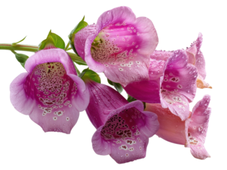 Blooming digitalis flowers displayed on nature