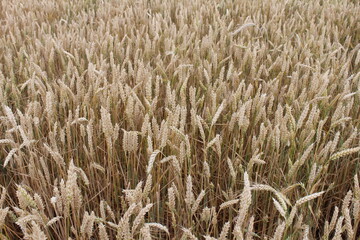 the wheat field on the farm is almost fully ripe