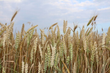 the wheat field on the farm is almost fully ripe