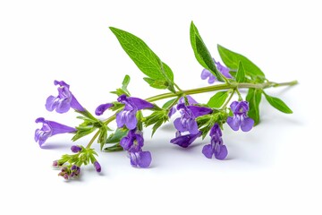 Skullcap blooms like a lavender crown, ready for botanical adventures.