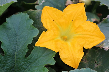 My garden is now covered with beautiful huge zucchini and pumpkin flowers