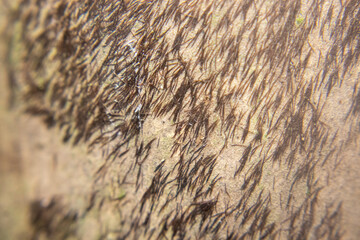 Close-up of fine bamboo fibers (lugut) on bamboo skin, known to cause itching when touched. Natural texture detail of fresh bamboo sprouts with tiny irritating hairs.