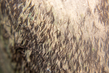 Close-up of fine bamboo fibers (lugut) on bamboo skin, known to cause itching when touched. Natural texture detail of fresh bamboo sprouts with tiny irritating hairs.