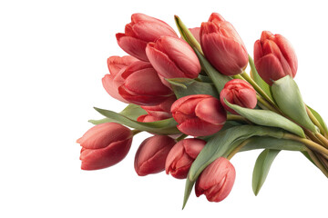 Obraz premium PNG Vibrant red tulip bouquet with lush green stems on black background