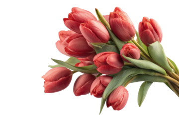 PNG Vibrant red tulip bouquet with lush green stems on black background