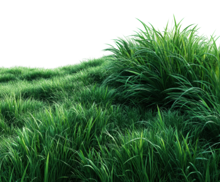 Vibrant grass growth in lush fields nature serenity landscape