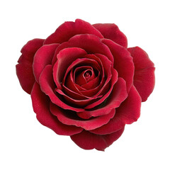 Stunning Red Rose Flower Close-Up on Black Background