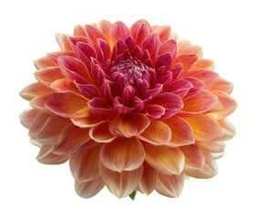 Stunning floral bloom botanical garden bright environment nature