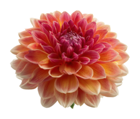 Stunning floral bloom botanical garden bright environment nature