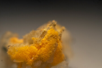 Close-up of red mold (Rhizopus oligosporus) growing on moist, spoiled rice. Shows fungal decay with...