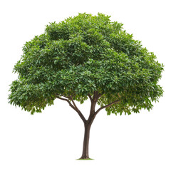 Fototapeta premium Tree with lush green foliage isolated on Transparent background highlighting natures beauty, Tree isolated on PNG background