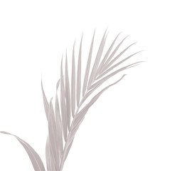 Fototapeta premium Realistic shadow overlay effect. Natural palm leaf shadows isolated on transparent background. Tropical coconut branch shade, foliage silhouette decoration. Design element for summer spring projects