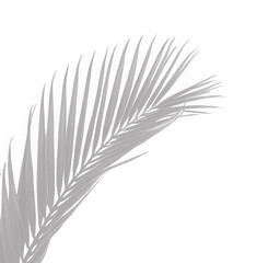 Obraz premium Realistic shadow overlay effect. Natural palm leaf shadows isolated on transparent background. Tropical coconut branch shade, foliage silhouette decoration. Design element for summer spring projects