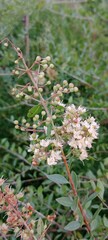 Close-up of delicate white flowers and green buds on a slender branch, natural outdoor setting, serene mood.