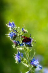 Kraśnik sześcioplamek - Zygaena filipendulae