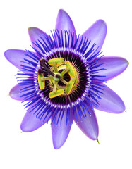 Obraz premium Vibrant Passion Flower with Intricate Details and Lush Colors