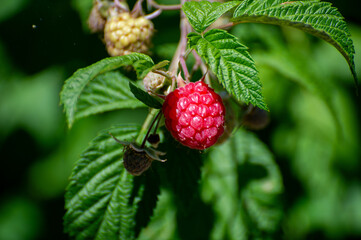 ripe raspberry on a bush