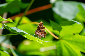 polygonia c-albbum butterfly on leaf