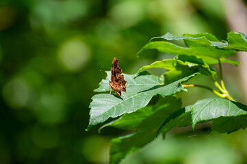 polygonia c-albbum butterfly on leaf