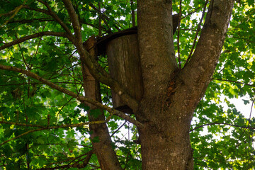 Fototapeta premium wooden starling box on a tree