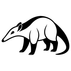 Anteater on white background