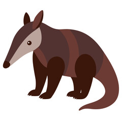 Anteater on white background