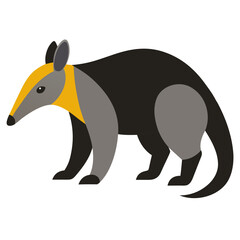 Anteater on white background