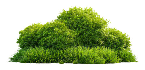 Lush green shrubs and grass nature scene