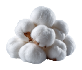 Harvesting cotton bolls in a sunny field nature perspective