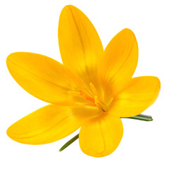 Bright Yellow Blooming Flower with Petals and Green Stem