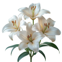 Fototapeta premium Soft white lily PNG with natural shadows on transparent background