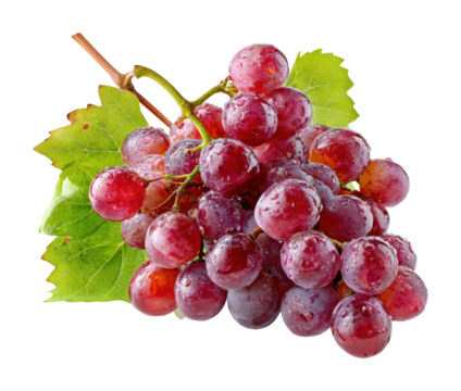 Fresh grapes harvest in vineyard food natural light