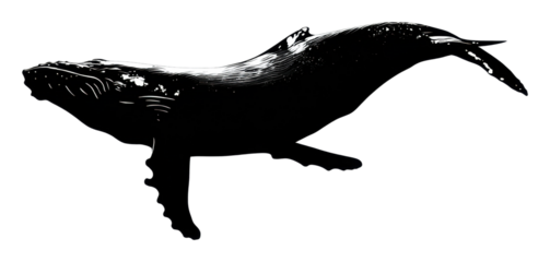 Humpback whale swimming in ocean marine life nature