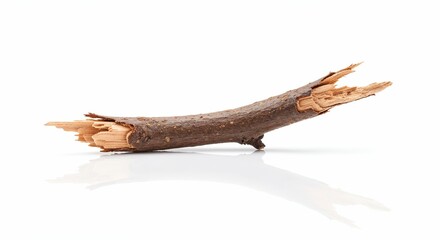 Fototapeta premium Small snapped twig isolated on white, photorealistic, high clarity on broken wood edges