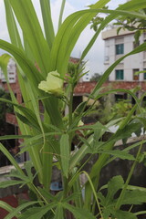 Obraz premium Okra Plant Blooming in a Rooftop Garden