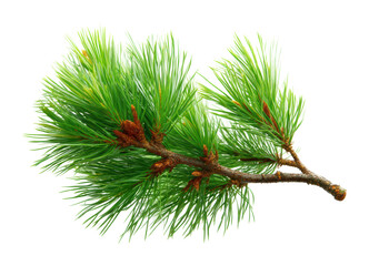 Lush green pine branch nature scene botanical