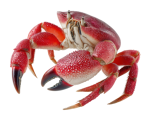 Crab crawling on shoreline marine habitat